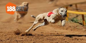 người chơi có thể nhận được số tiền nạp tối đa lên đến vài triệu đồng. Đây là cơ hội tuyệt vời để tăng thêm nguồn vốn khởi đầu. luôn giữ vững sức hút nhờ vào các chương trình khuyến mãi hấp dẫn. Nhà cái này thường xuyên tung ra ưu đãi dành cho cả người mới và khách hàng VIP. Dưới đây là một số chương trình nổi bật tại nhà cái: